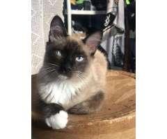 IPhone 7 128 gigas - 4